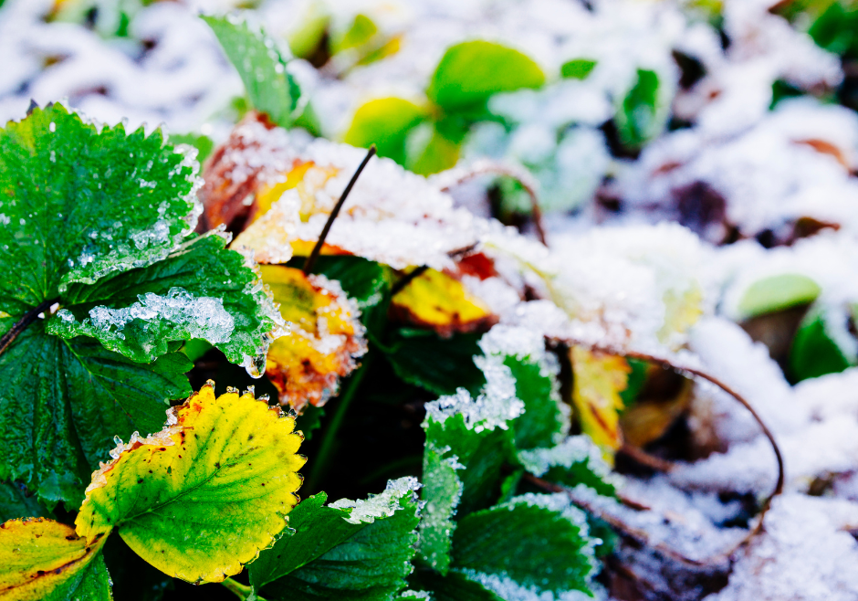 Joe's Garden Care - Landscape Images